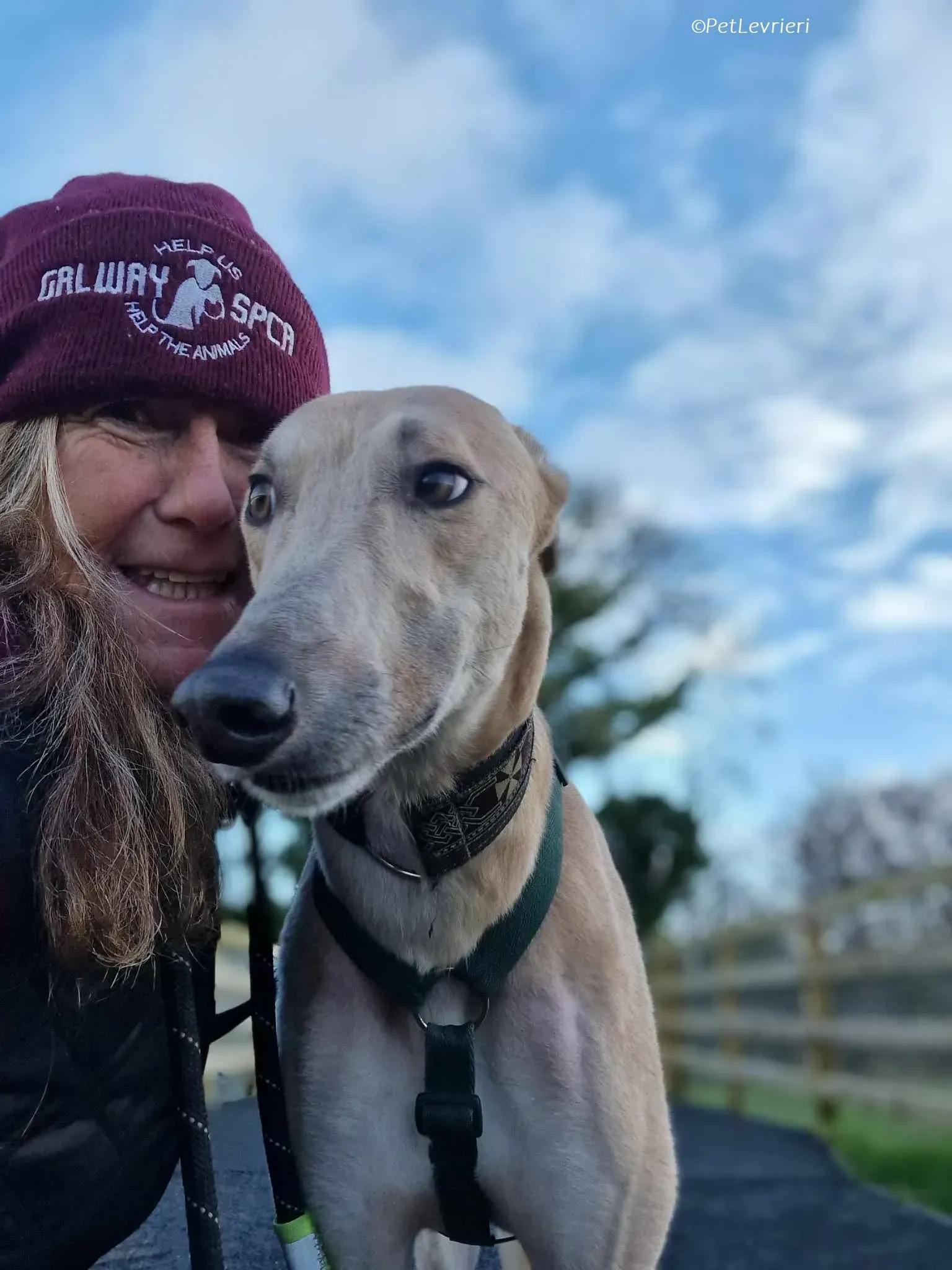 Aki adozione levrieri greyhound 5