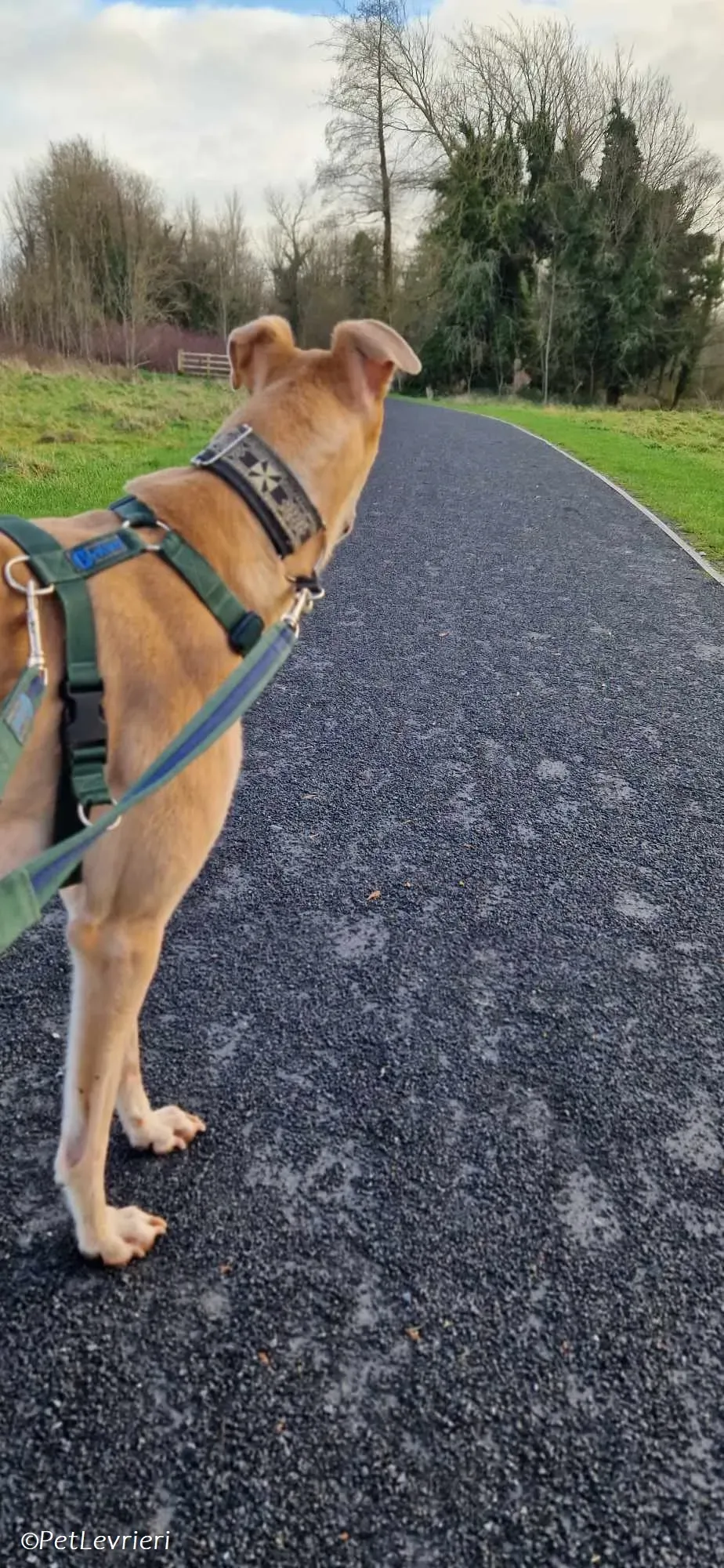 Aki adozione levrieri greyhound 6