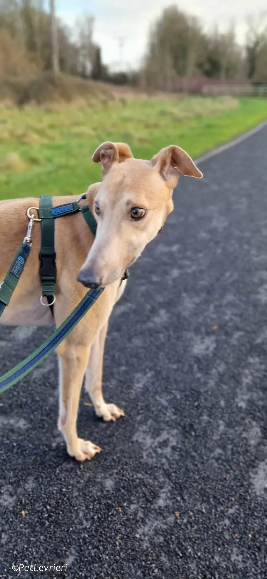 Aki adozione levrieri greyhound 7