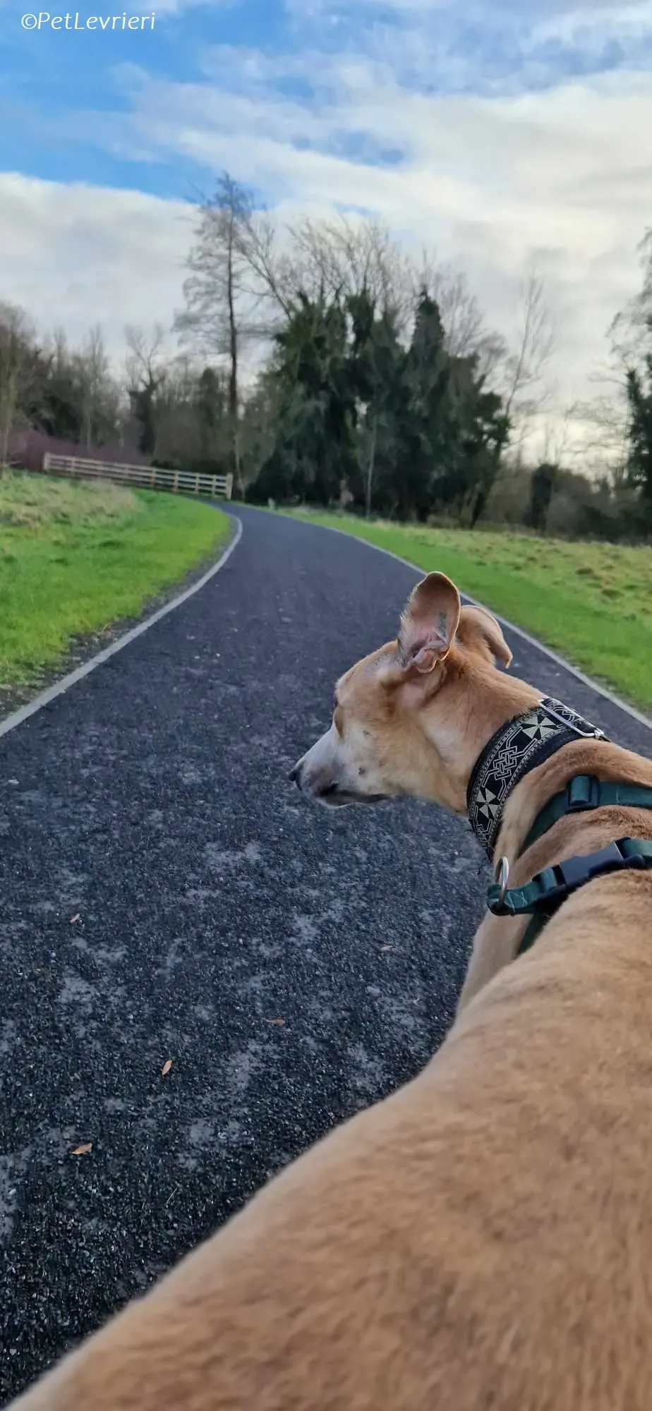 Aki adozione levrieri greyhound 8