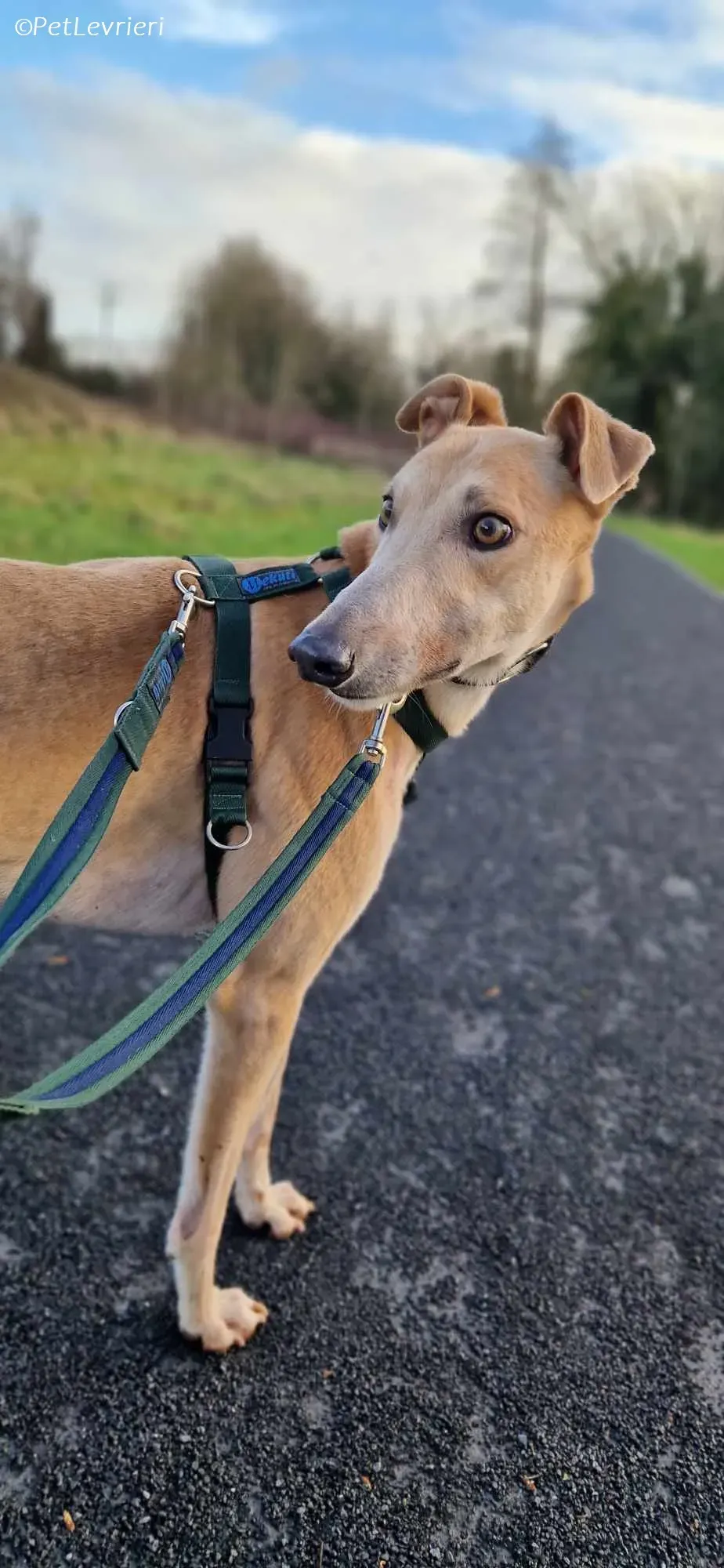 Aki adozione levrieri greyhound 9