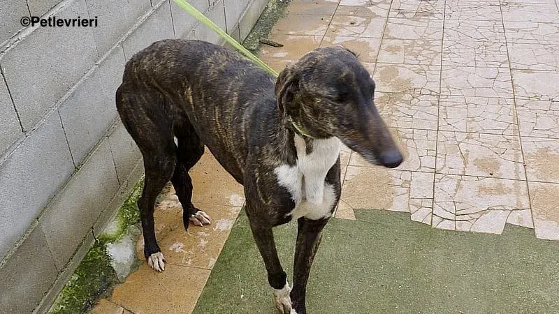 Alanis adozione levrieri galgo 1 2