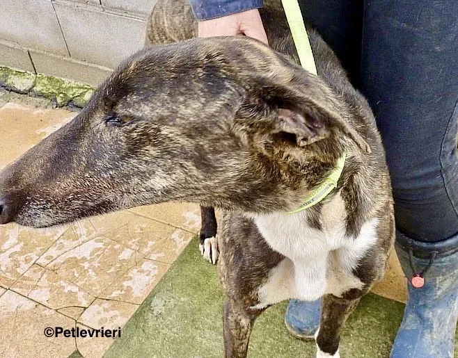 Alanis adozione levrieri galgo 2