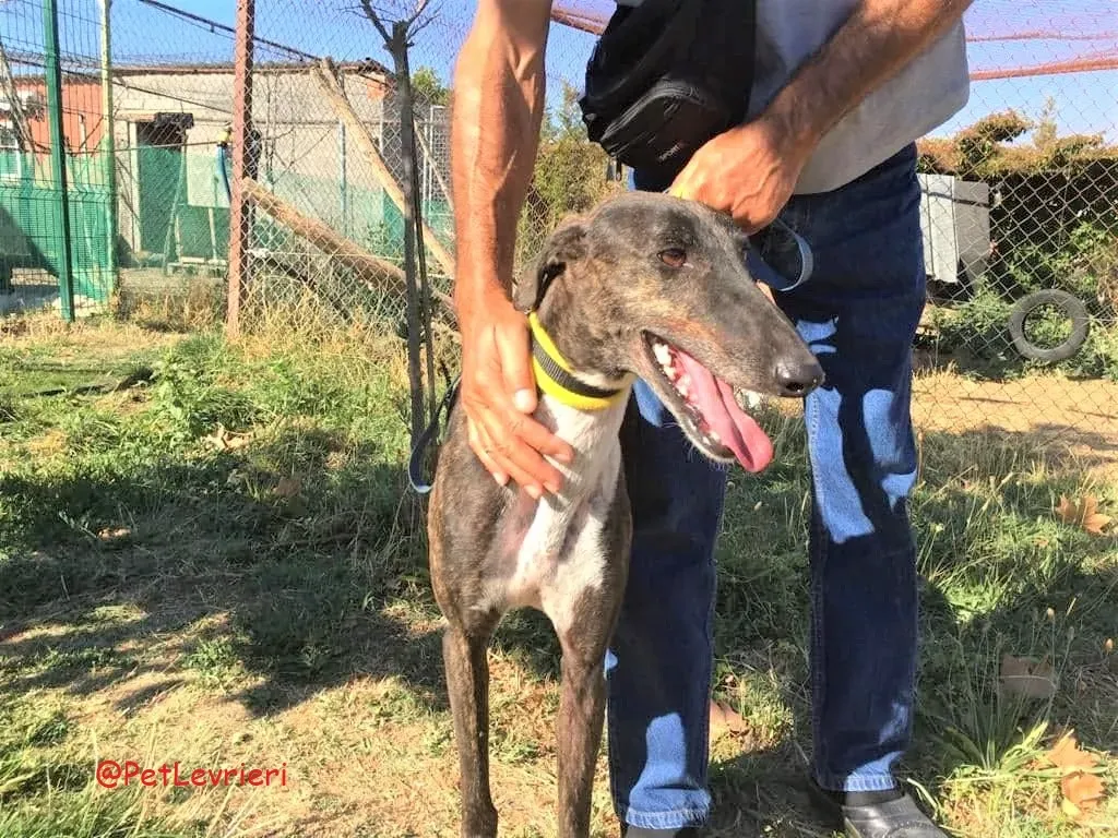Alanis adozione levrieri galgo 30