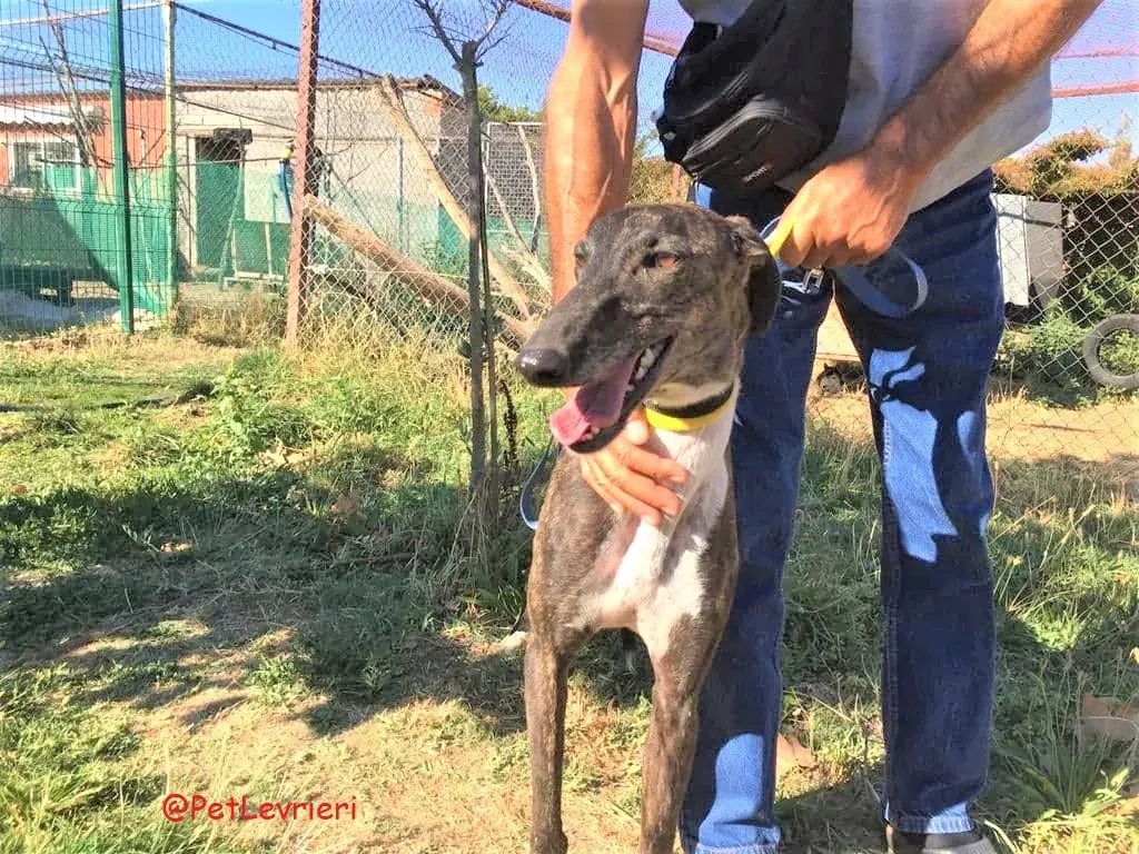 Alanis adozione levrieri galgo 31