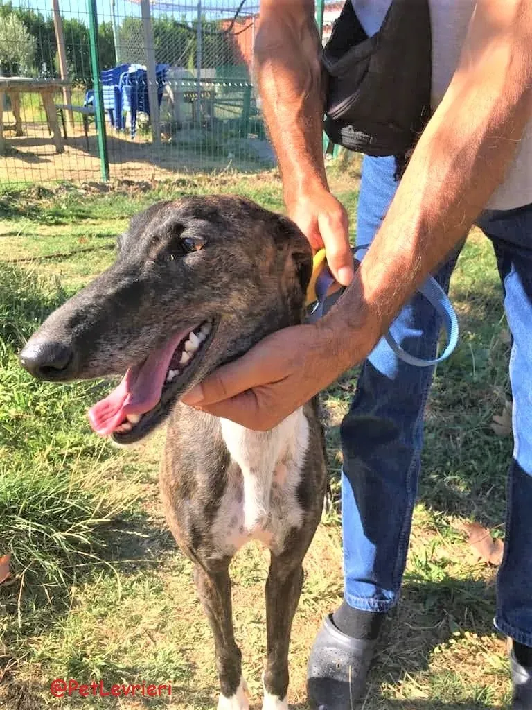 Alanis adozione levrieri galgo 32