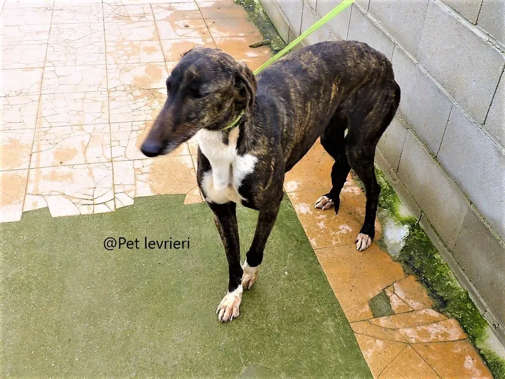 Alanis pet levrieri adozione galgo 04