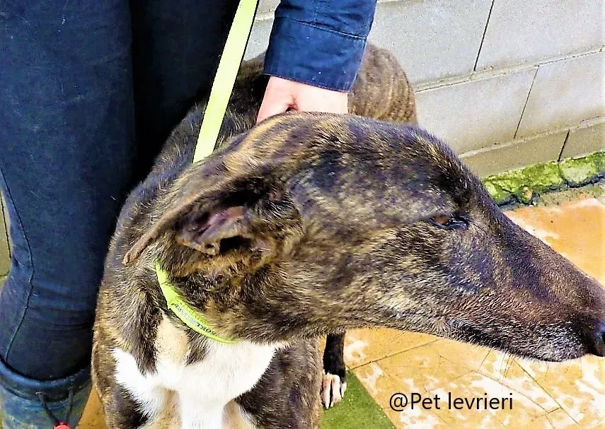 Alanis pet levrieri adozione galgo 05