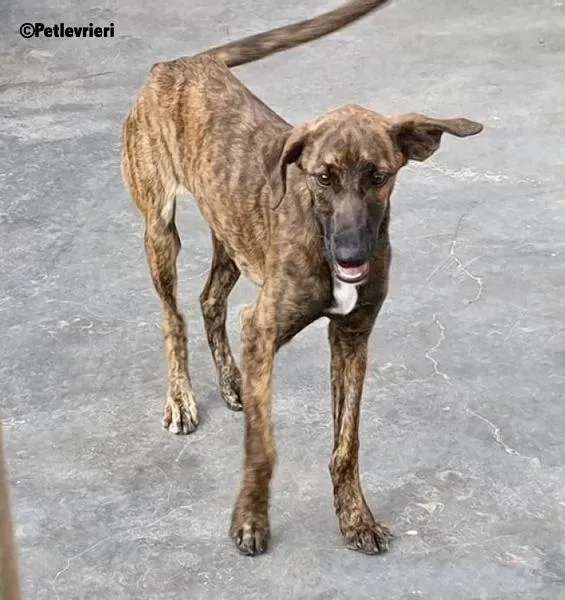 Alex adozione levrieri galgo 1 3