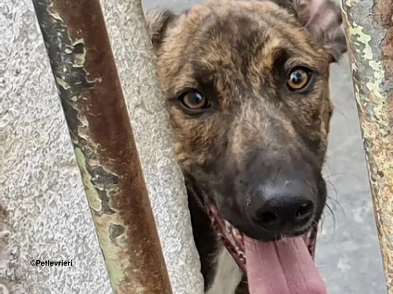 Alex adozione levrieri galgo 1