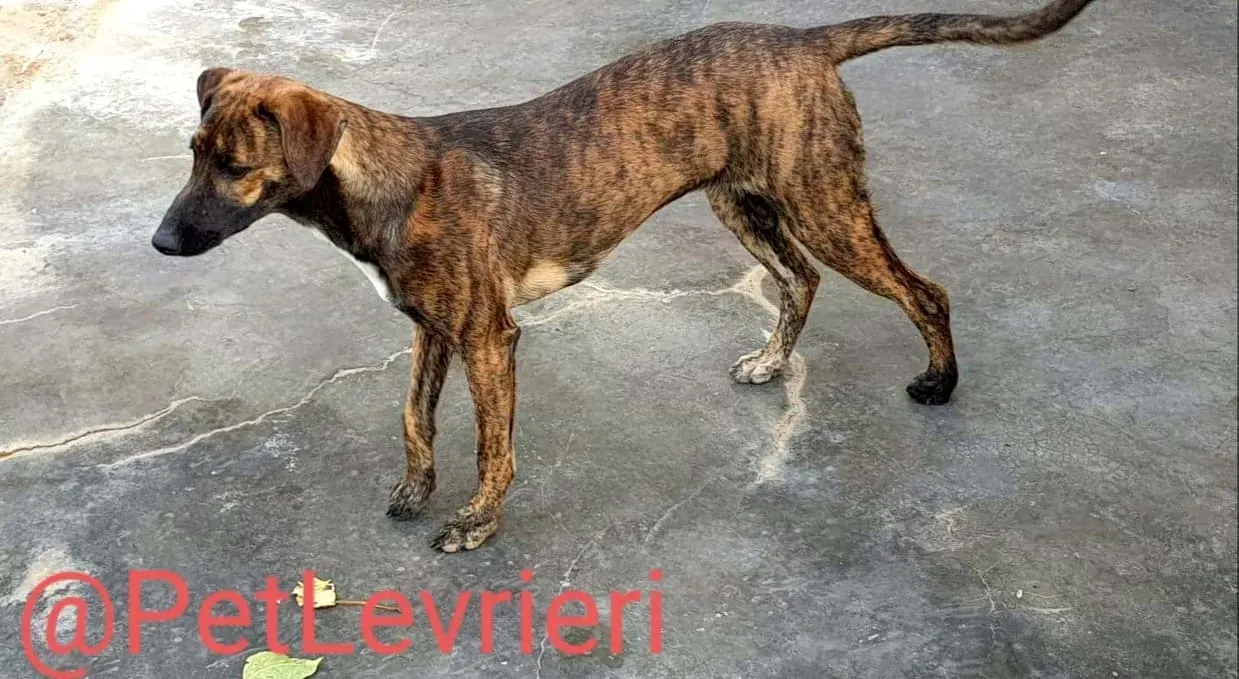 Alex adozione levrieri galgo 10