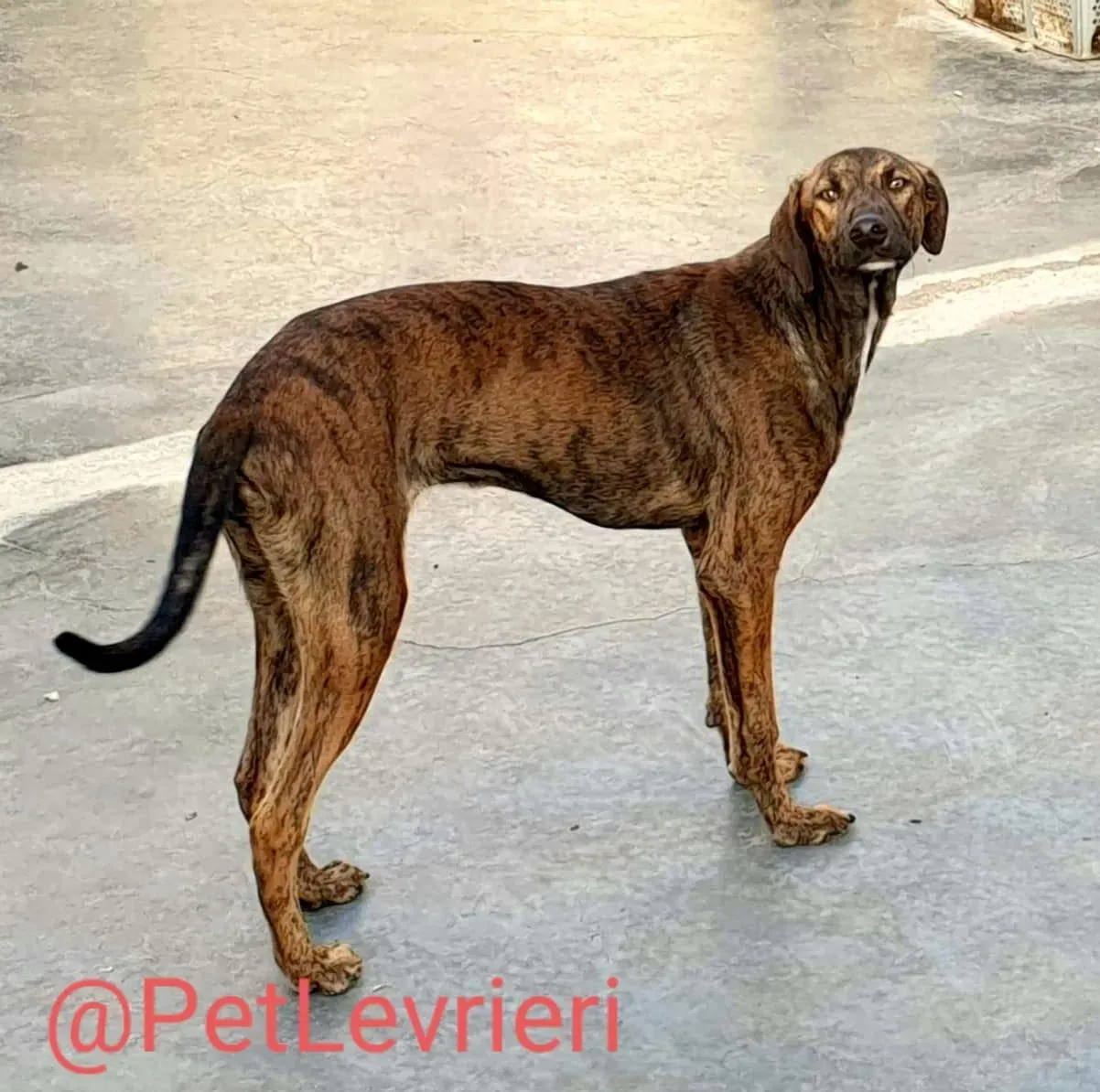 Alex adozione levrieri galgo 11