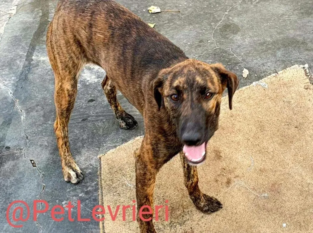 Alex adozione levrieri galgo 12