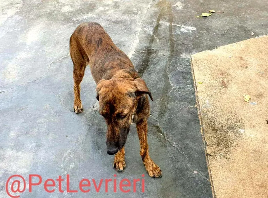 Alex adozione levrieri galgo 13