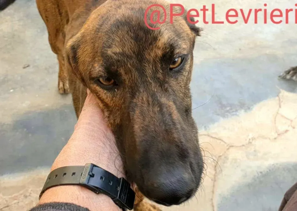 Alex adozione levrieri galgo 14