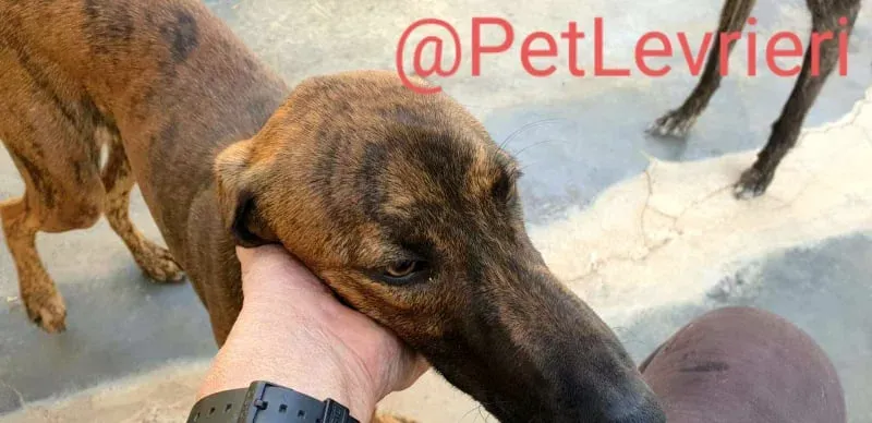 Alex adozione levrieri galgo 15