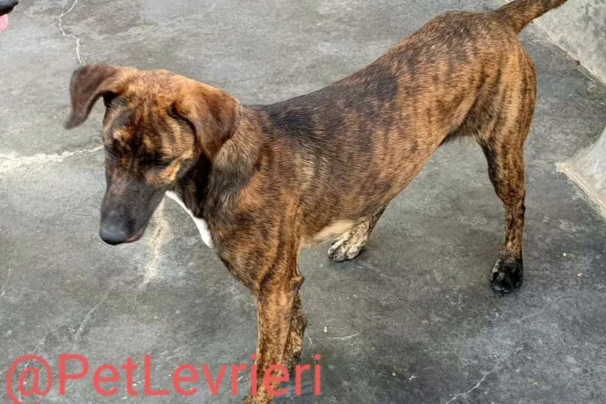 Alex adozione levrieri galgo 16