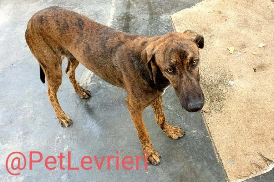 Alex adozione levrieri galgo 17