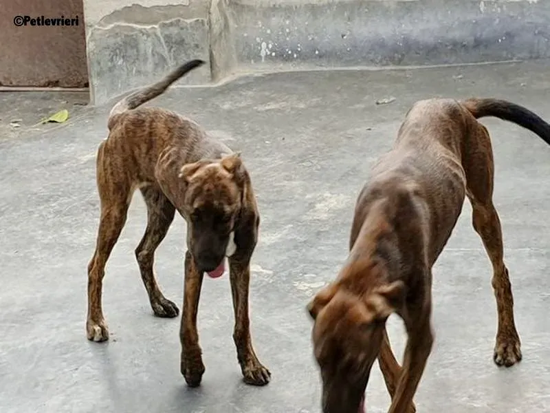 Alex adozione levrieri galgo 1 1