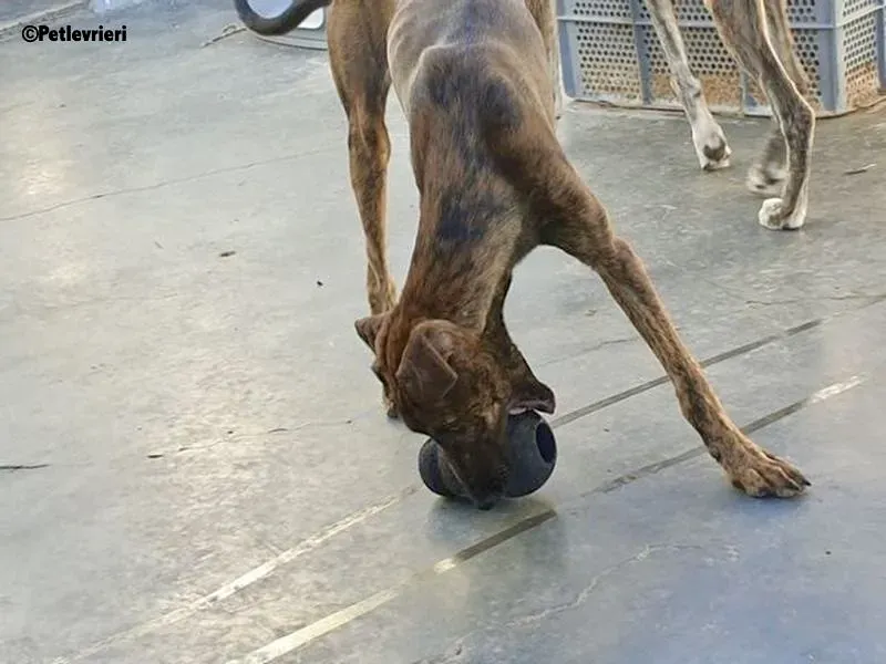 Alex adozione levrieri galgo 2