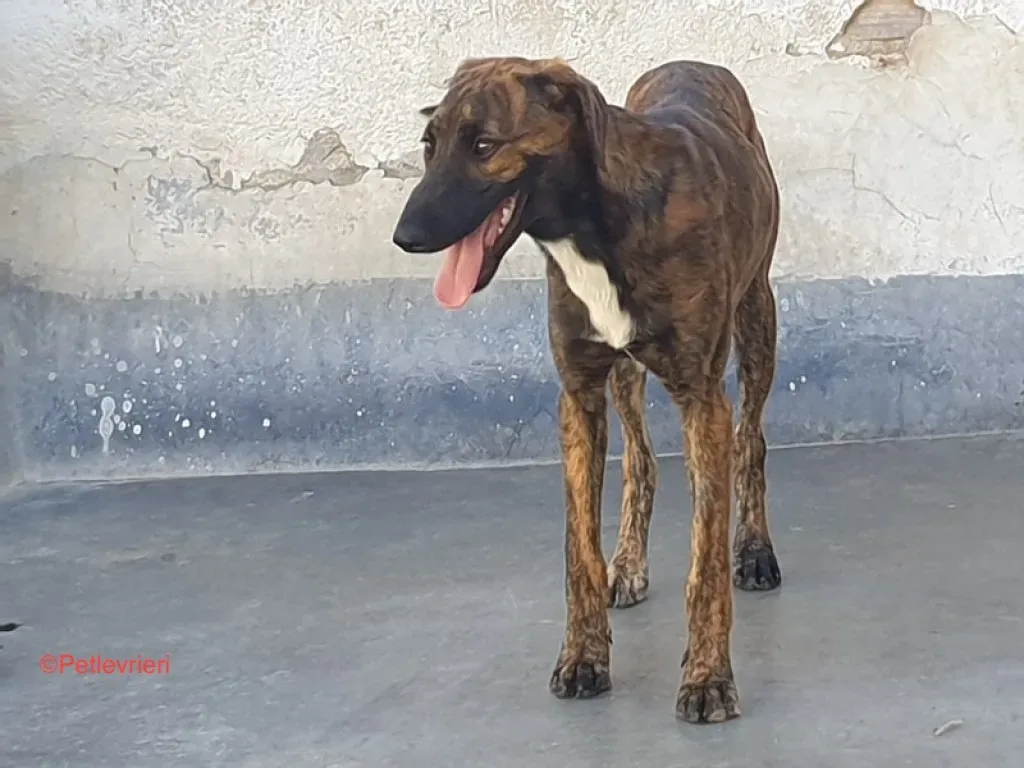 Alexa adozione levrieri galgo 1 jpg