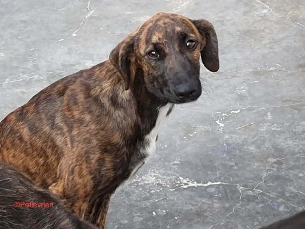 Alexa adozione levrieri galgo 2jpg