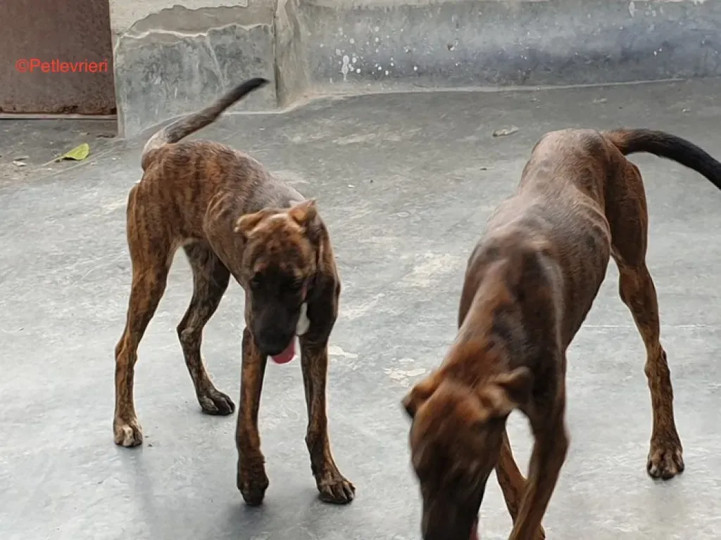 Alexa adozione levrieri galgo 3 jpg