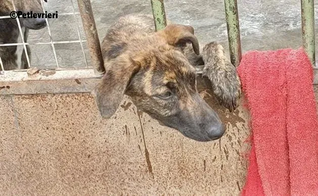 Alexa adozione levrieri galgo