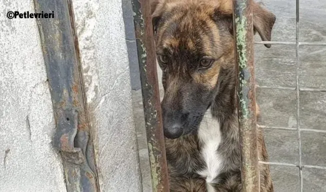 Alexa adozione levrieri galgo 1