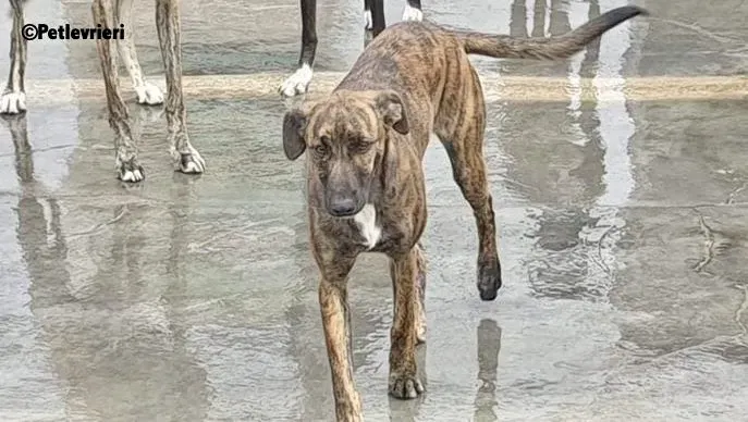 Alexa adozione levrieri galgo 2