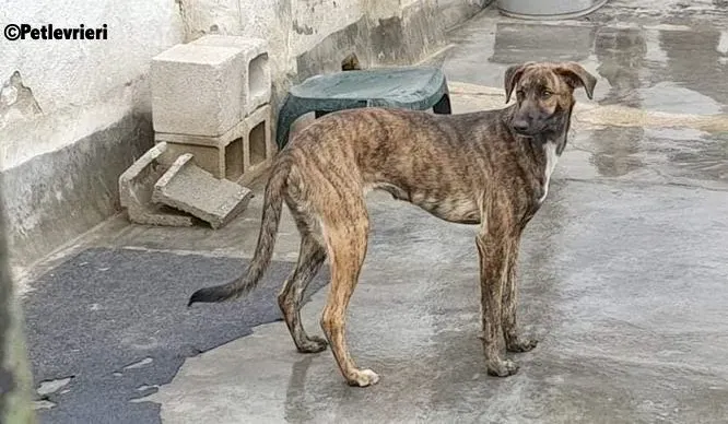 Alexa adozione levrieri galgo 3
