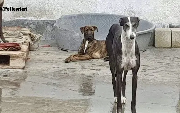 Alexa adozione levrieri galgo 4