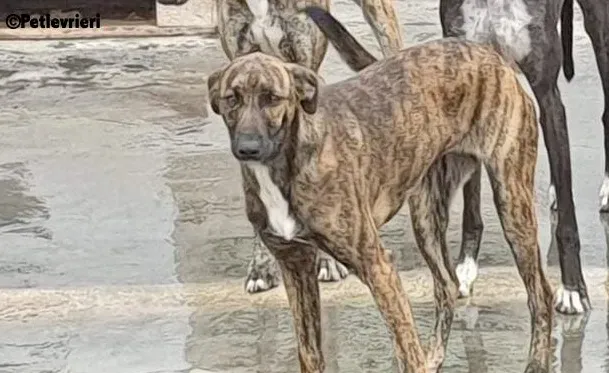 Alexa adozione levrieri galgo 5