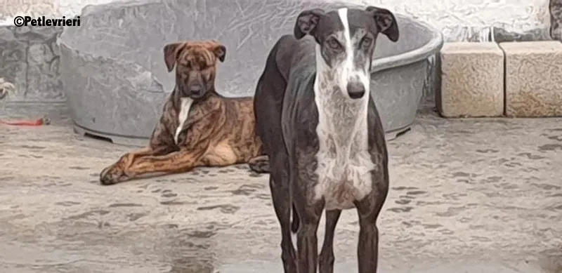 Alexa adozione levrieri galgo 6