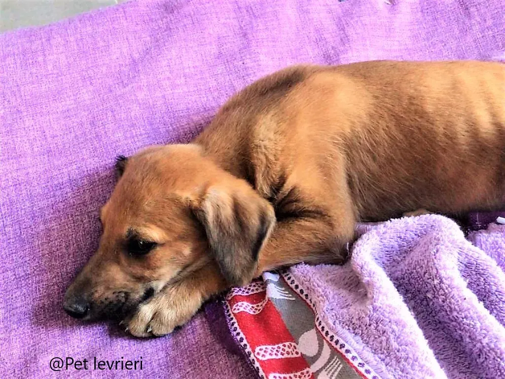 Alf pet levrieri adozione galgo 01