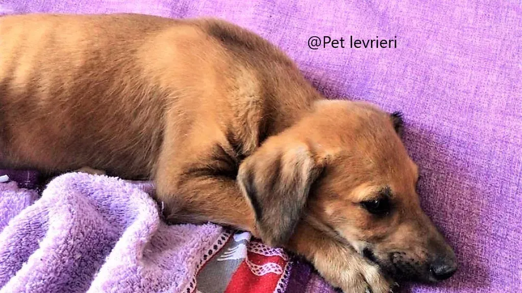 Alf pet levrieri adozione galgo 02