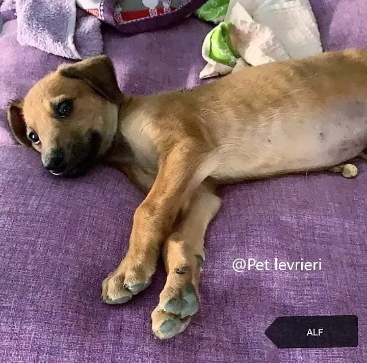 Alf pet levrieri adozione galgo 03 1