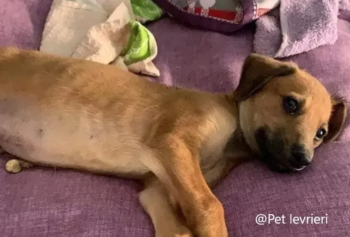 Alf pet levrieri adozione galgo 04