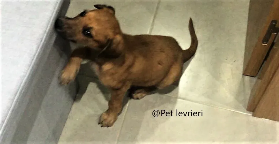 Alf pet levrieri adozione galgo 05