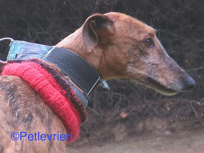 Ali adozione levrieri galgo 01