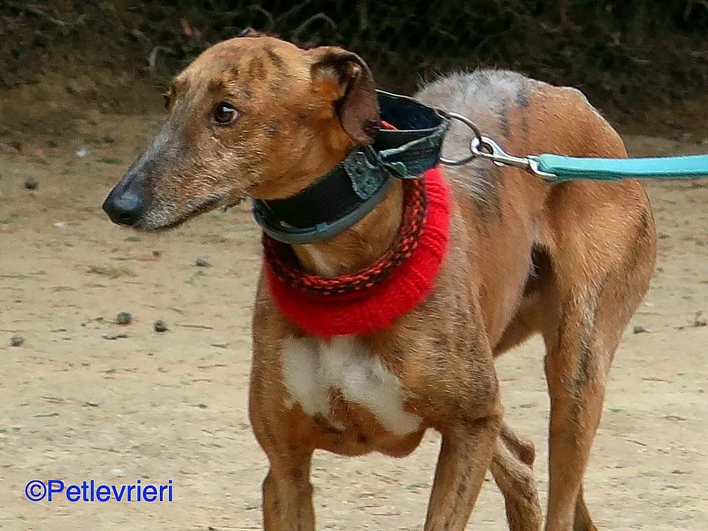 Ali adozione levrieri galgo 01 1