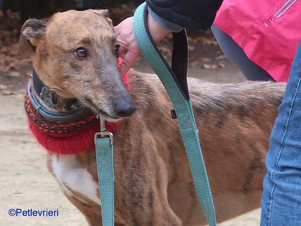 Ali adozione levrieri galgo 02 1