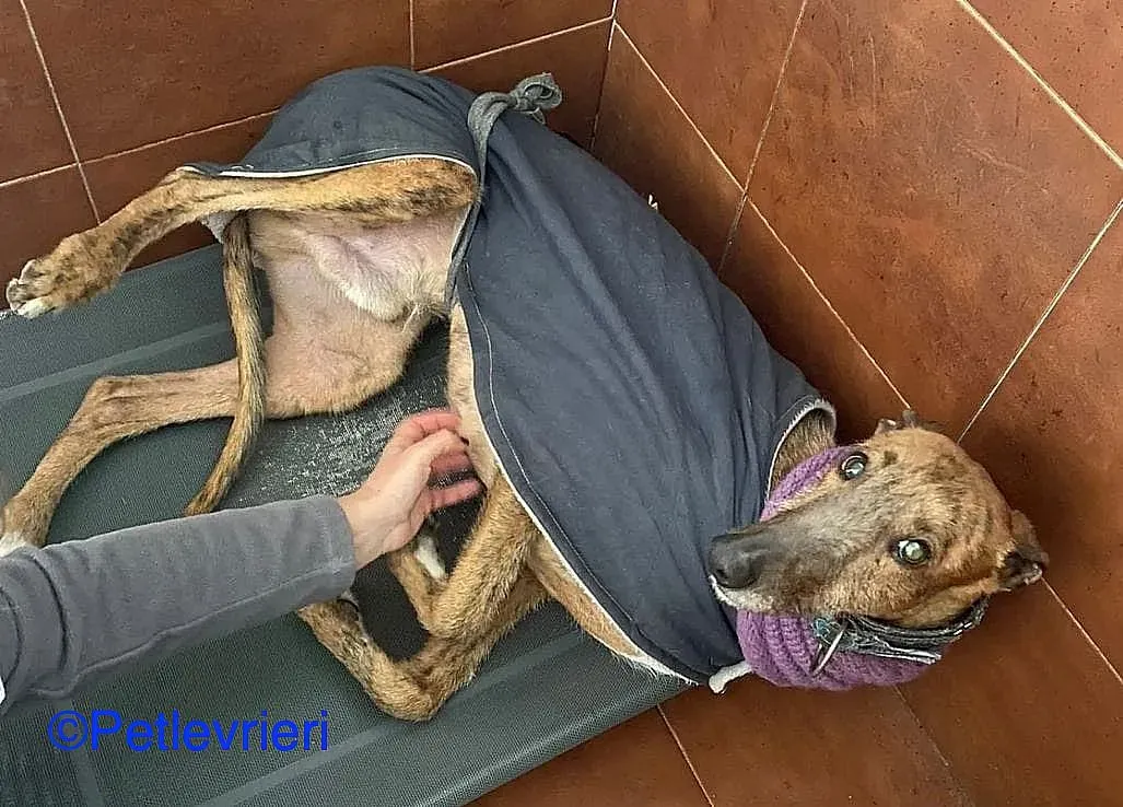 Ali adozione levrieri galgo 03