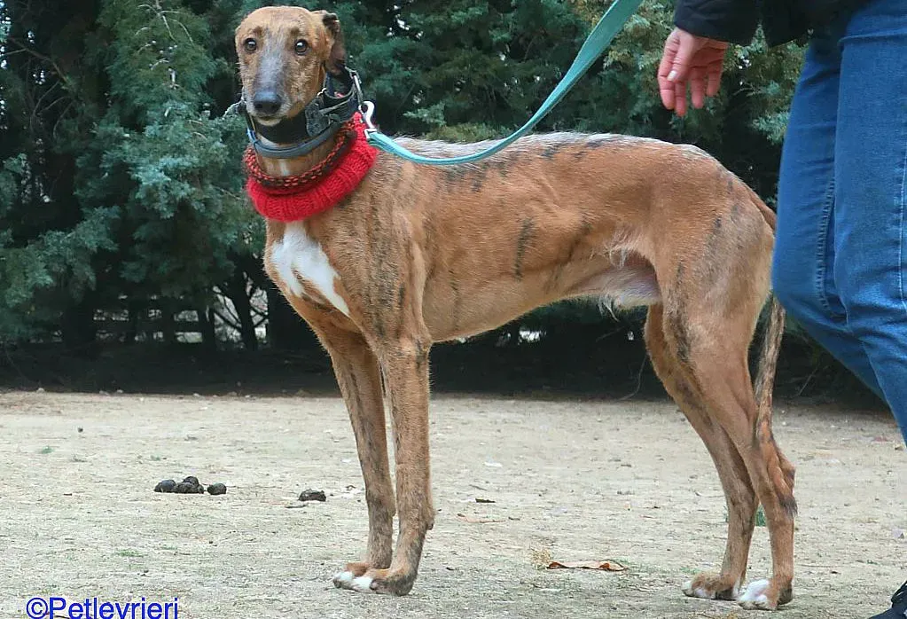 Ali adozione levrieri galgo 03 1 e1664127398916