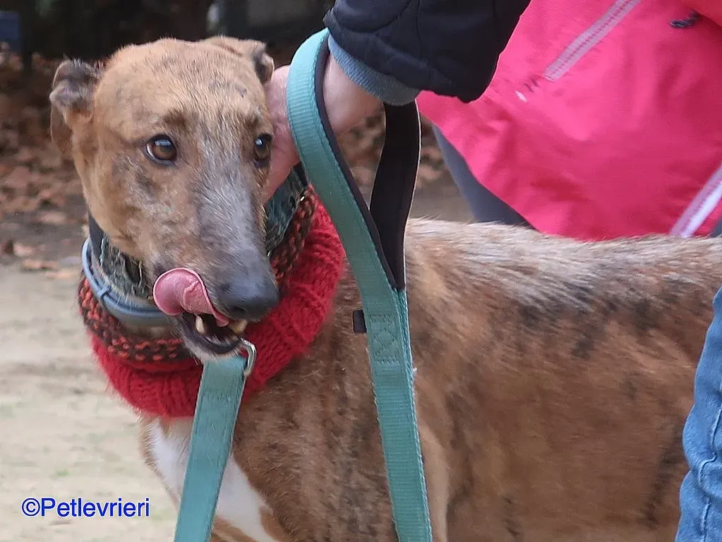 Ali adozione levrieri galgo 04