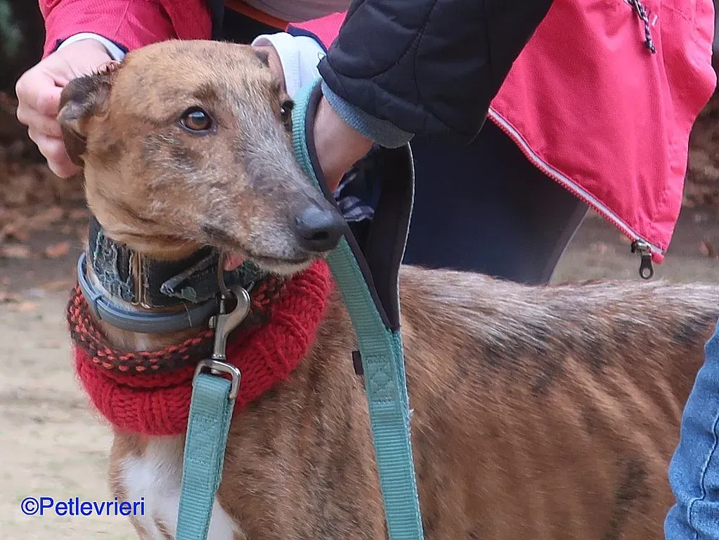 Ali adozione levrieri galgo 05