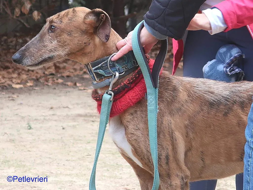 Ali adozione levrieri galgo 06