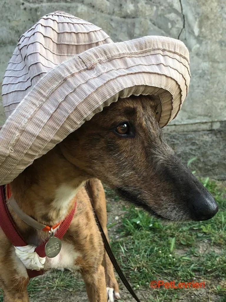 Ali adozione levrieri galgo 1