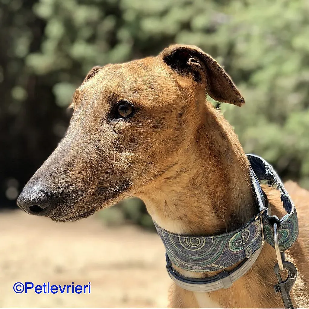 Ali adozione levrieri galgo 04