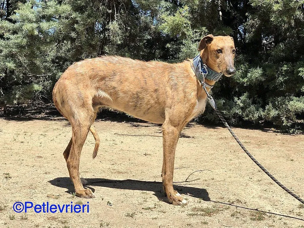 Ali adozione levrieri galgo 05
